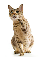 Image showing Bengal cat clawing at the air