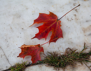 Image showing Maple leaves on marble path