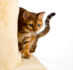 Image showing Bengal kitten creeps round corner of climbing frame