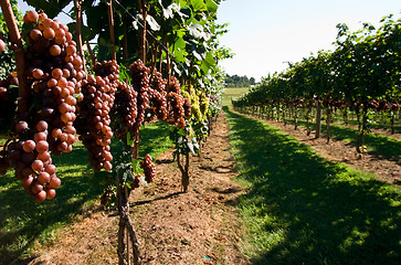 Image showing Aisle of Grapes