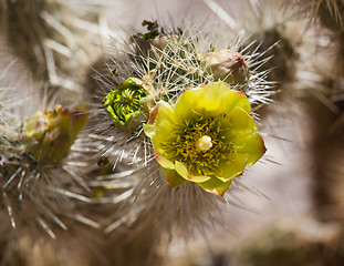 Image showing Barrel Cactus plant in Anza Borrego desert