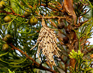 Image showing Bagworm on a pine tree