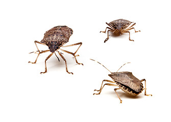 Image showing Three Brown Stink Bugs