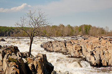 Image showing Gaunt tree in front of Great Falls