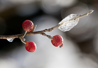 Image showing Red berry against a ice crystals