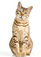 Image showing Cute Bengal kitten looks pensively at camera