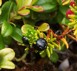 Image showing berry and water drop