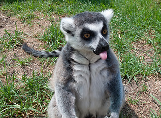 Image showing Lemur sticking its tongue out