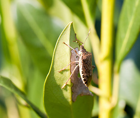 Image showing Stink bug eating leaf