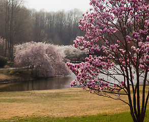 Image showing Magnolia frames cherry blossoms in Washington