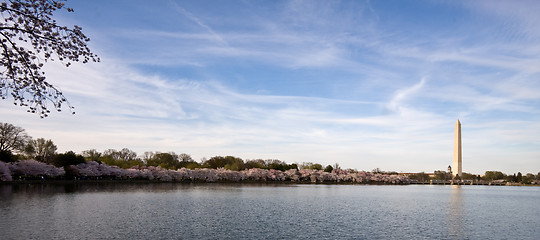 Image showing Panorama of cherry blossoms