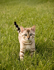 Image showing Bengal Kitten facing camera