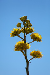 Image showing Century plants bloom in desert