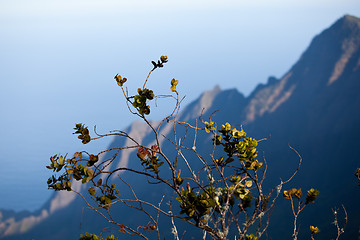 Image showing Leaves frame Na Pali Coast