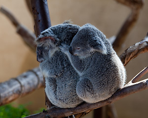 Image showing Koala Bears cuddling on a branch