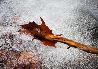 Image showing Autumn leaf in swirling river