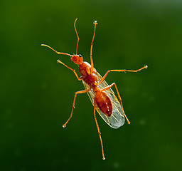 Image showing Male worker carpenter ant from below