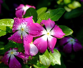 Image showing Dew Flower