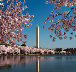 Image showing Cherry Blossom and Washington Monument