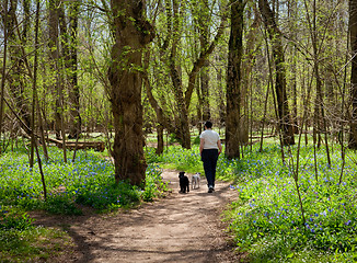 Image showing Lady and dogs among Blue bells