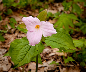 Image showing Mauve trillium in forest