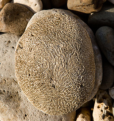 Image showing Rippled rock looking like brain