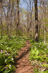 Image showing Trillium plants line the Appalachian trail