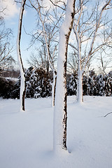 Image showing Snow sticking to sides of tree trunks after storm