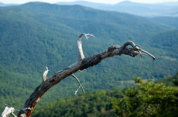 Image showing Dead tree overlooking Shenandoah valley