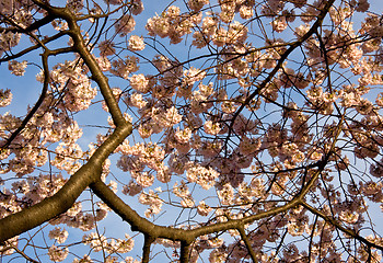 Image showing Cherry Blossom Close Up