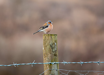 Image showing Bullfinch perched on fence