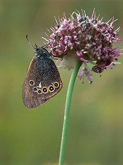 Image showing butterfly and flower