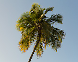Image showing Sun setting lights palm tree