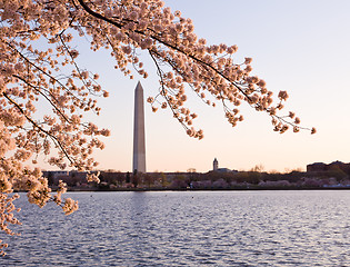 Image showing Cherry Blossom and Washington Monument