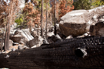 Image showing Scorched trees after forest fire