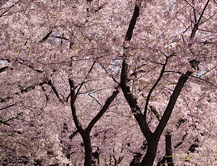 Image showing Cherry Blossom trunks and flowers