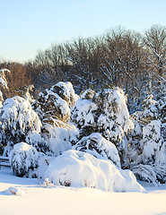 Image showing Snow covered conifer trees