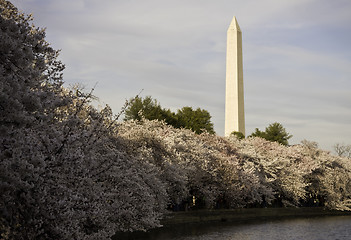 Image showing Cherry Blossoms underpinning Washington Monument