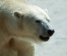 Image showing Close up of polar bear