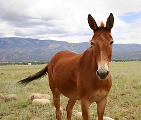 Image showing Horse in meadow in Colorado
