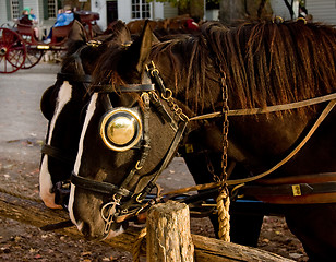 Image showing Pair of horses tied to fence