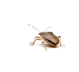 Image showing Brown Stink Bug