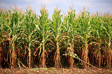 Image showing Rows of corn ready for harvest