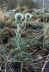 Image showing steppe flora