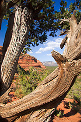 Image showing Gnarled trunk frames Sedona Landscape