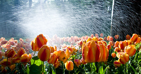 Image showing Tulips against spray