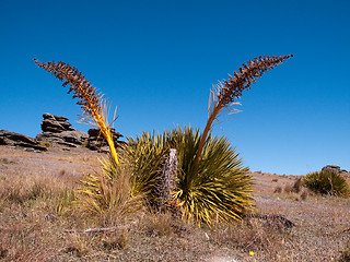 Image showing Strange grasses on New Zealand plain