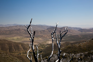 Image showing Dead twigs frame Anza Borrego State Park