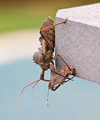 Image showing Assassin bug kills Shield bug