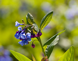 Image showing Close up of bluebells in April